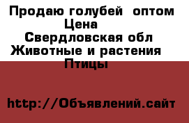 Продаю голубей  оптом.  › Цена ­ 500 - Свердловская обл. Животные и растения » Птицы   